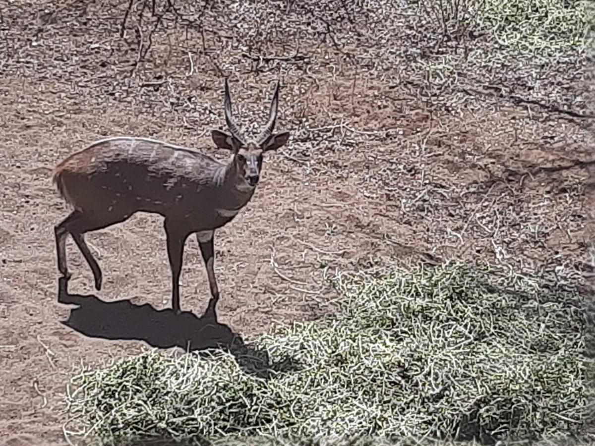 African Bush Escape Marloth Park Buitenkant foto