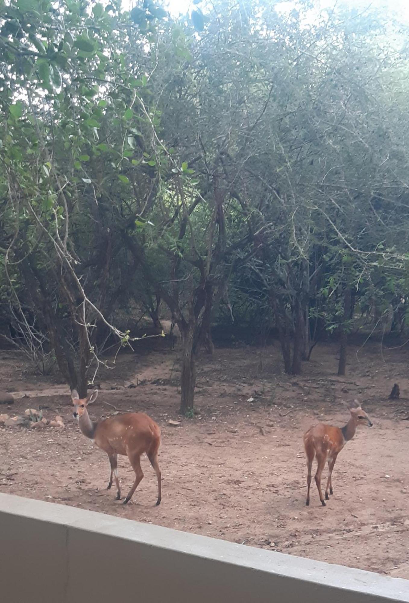 African Bush Escape Marloth Park Buitenkant foto