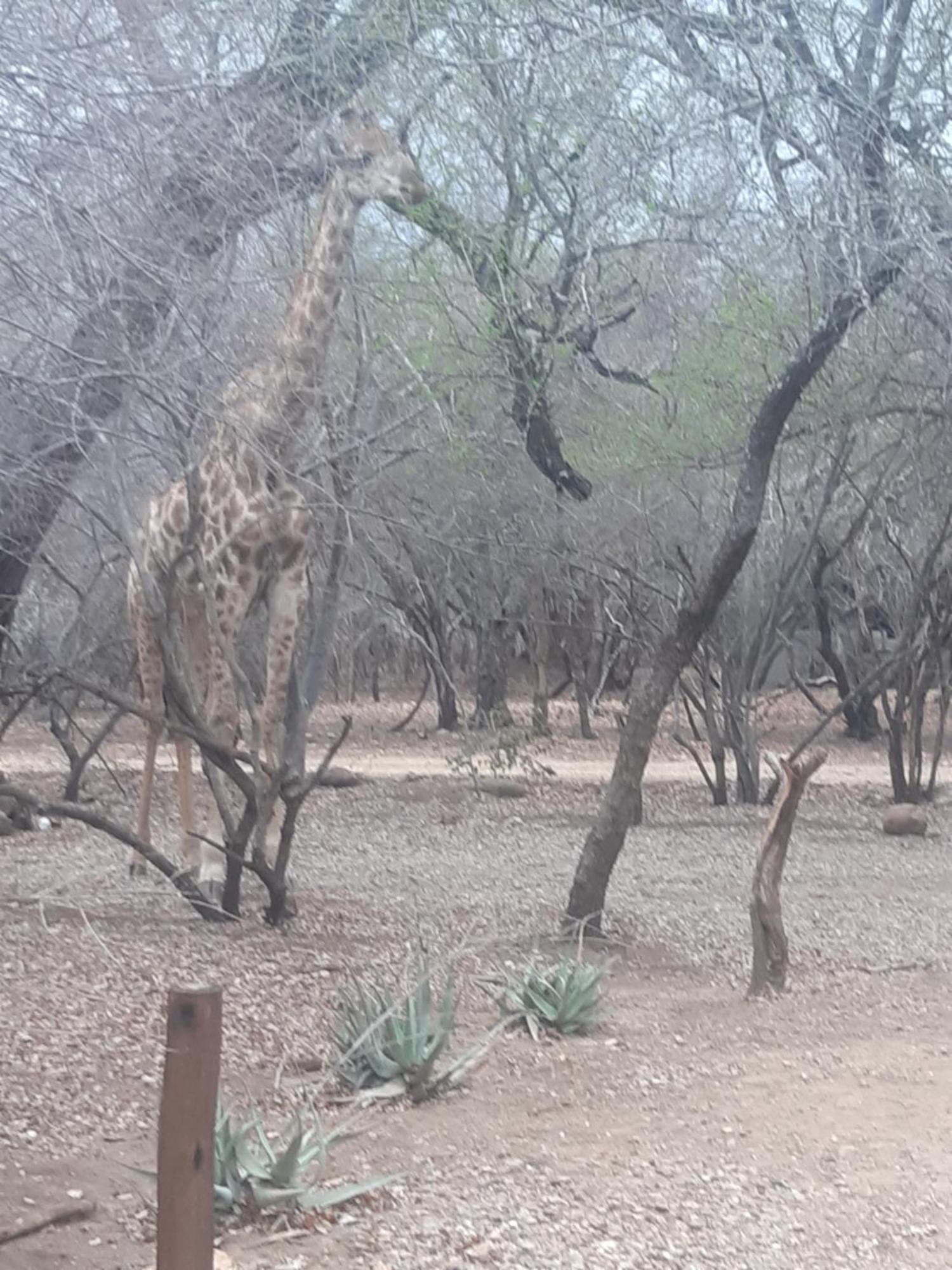 African Bush Escape Marloth Park Buitenkant foto